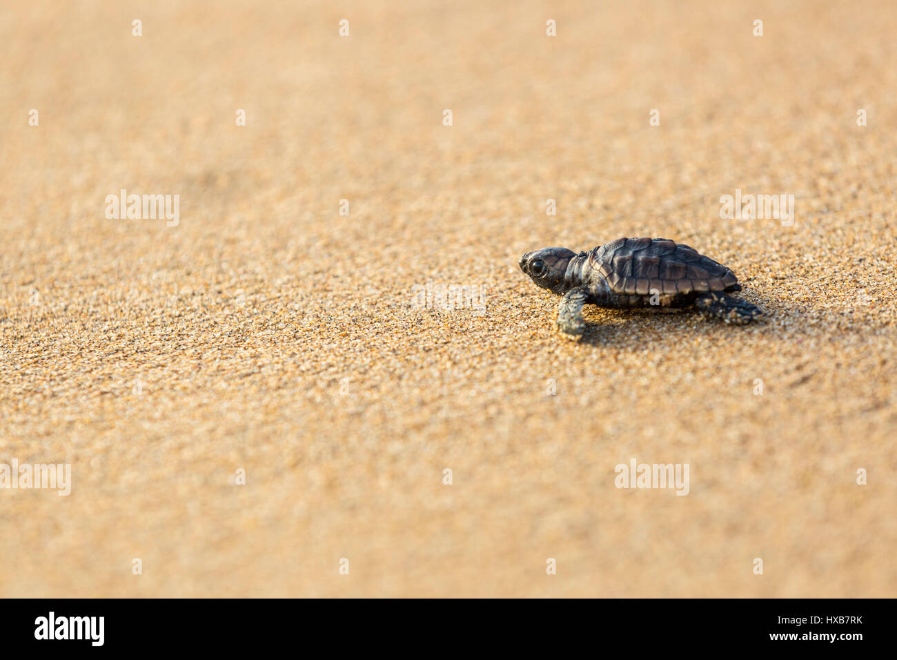 Baby tartaruga marina Caretta - Caretta) rendendo il suo viaggio verso il mare. Mon Repos Conservation Park, Bundaberg, Queensland, Australia Foto Stock