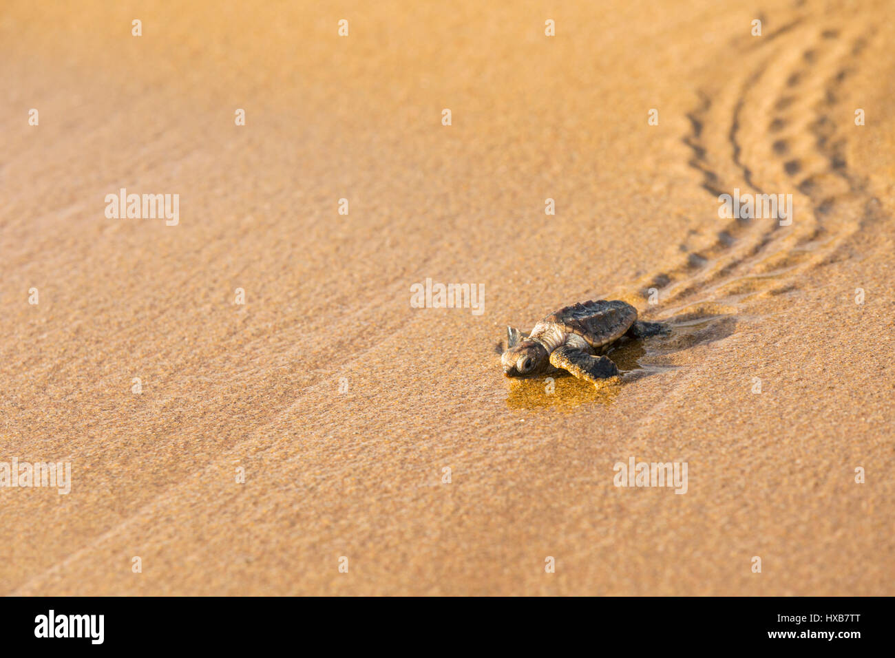 Baby tartaruga marina Caretta - Caretta) rendendo il suo viaggio verso il mare. Mon Repos Conservation Park, Bundaberg, Queensland, Australia Foto Stock