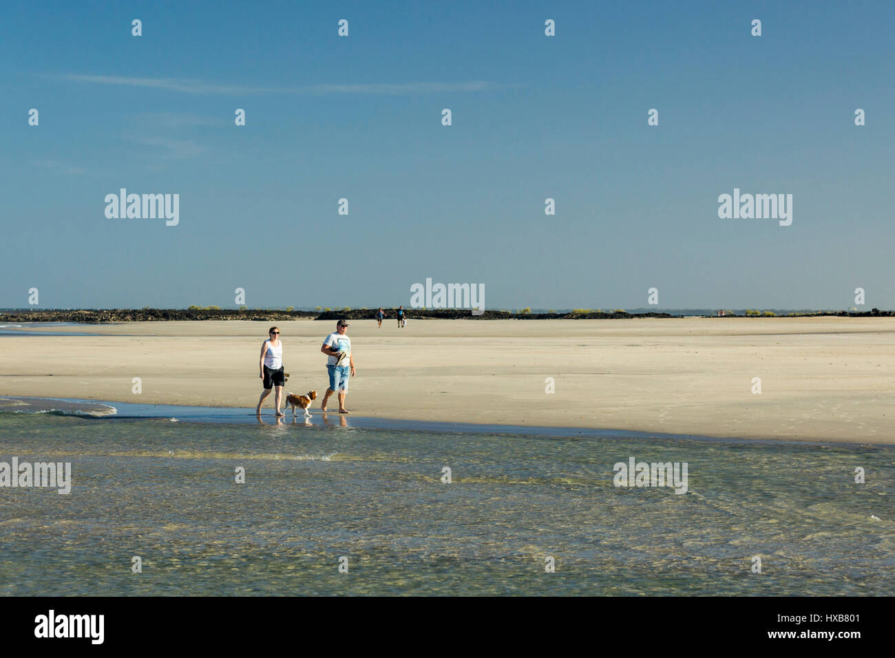 Giovane cane a piedi lungo le sabbie di Elliot teste, Bundaberg, Queensland, Australia Foto Stock