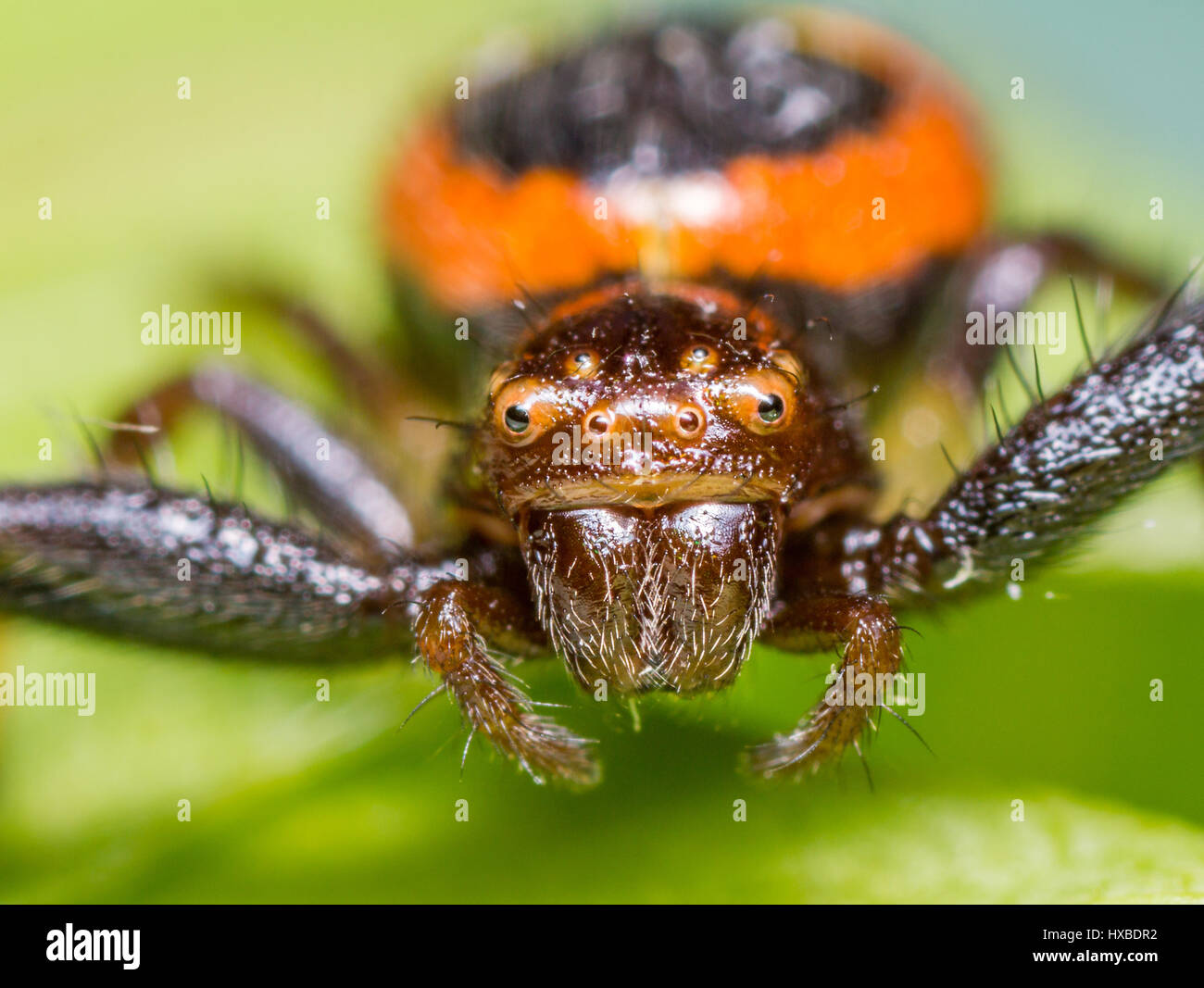 Alto Ingrandimento macro di un ragno Foto Stock