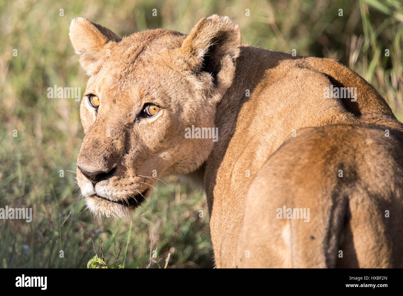 Una sola leoness girando per guardare la fotocamera Foto Stock