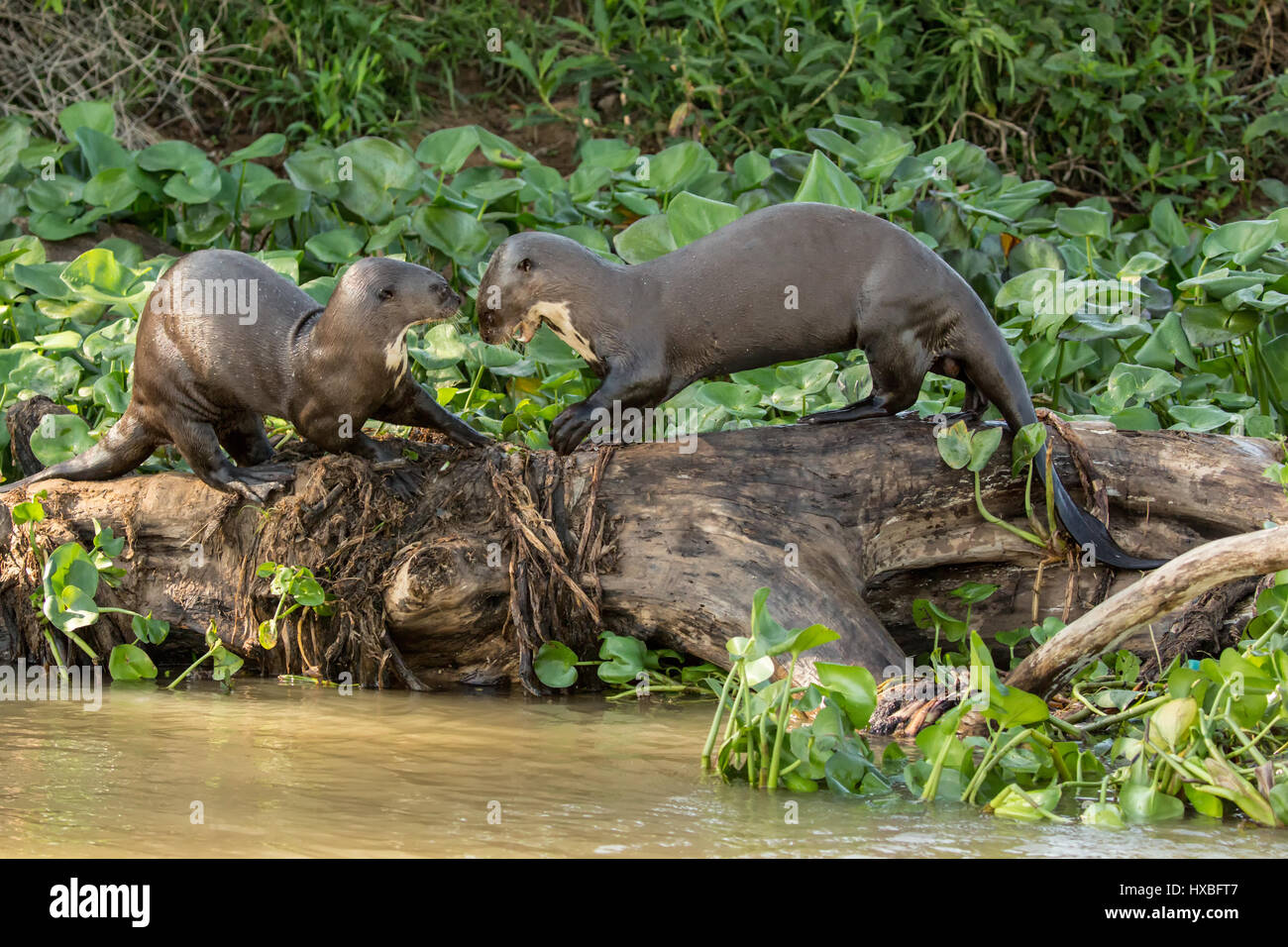 Due giganti di lontre di fiume giocando su un registro lungo la sponda del fiume Cuiaba nella regione di Pantanal, Mato Grosso, Brasile, Sud America Foto Stock