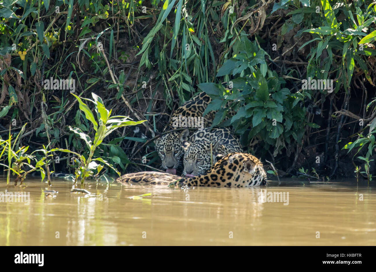 Jaguar femmina nuotare nel fiume Cuiaba, unita dai suoi due giovani giaguari che desiderano ottenere un drink, nel Pantanal Mato Gosso in Brasile, Sud Ameri Foto Stock