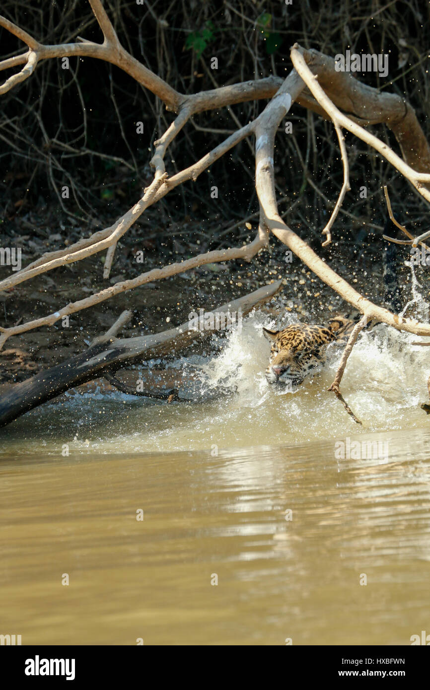Madre jaguar saltando nel fiume Cuiaba dopo un fallito tentativo di catturare un caimano Yacare per se stessa e per le sue due lupetti, lungo nel Pantanal Mato G Foto Stock