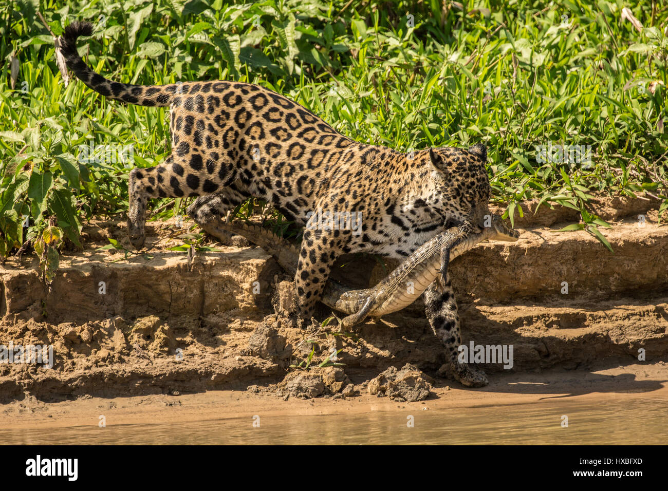 Jaguar femmina che porta un giovane Caimano Yacare che ha appena pescato, sul suo modo di condividere con i suoi due adolescente giaguari, lungo il fiume Cuiaba in Foto Stock