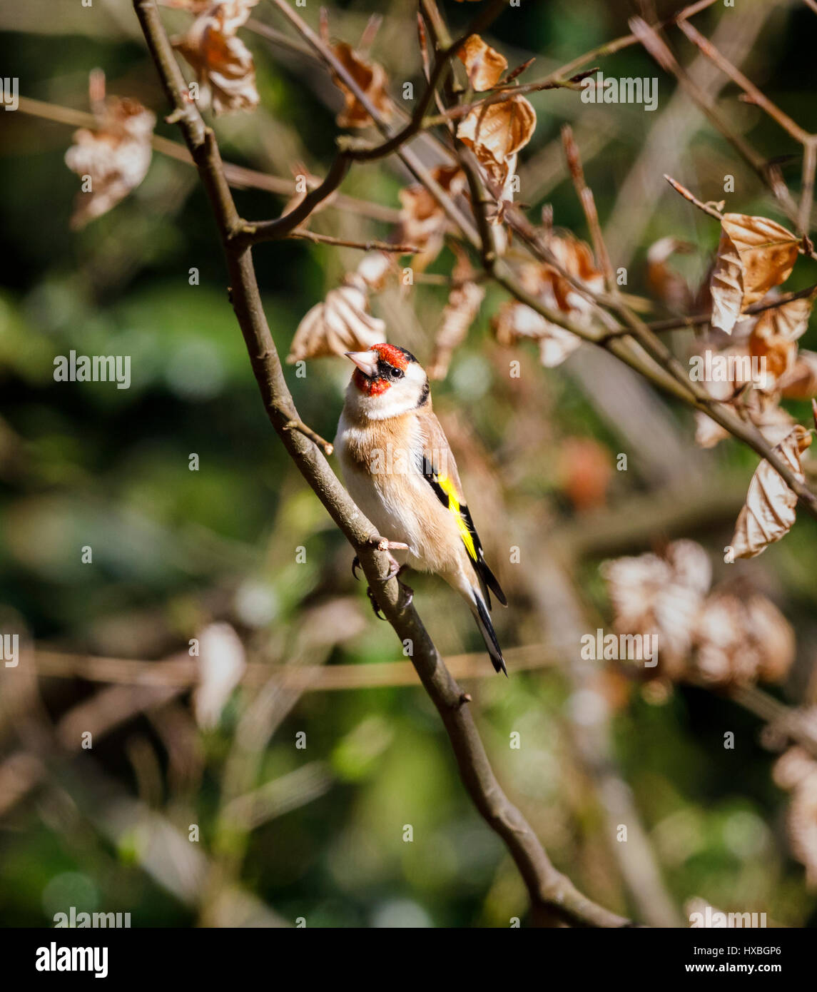 Colorate carduelis Carduelis, Europeo cardellino, appollaiate su un ramo di un albero del faggio in primavera, Surrey, sud-est dell'Inghilterra, Regno Unito Foto Stock
