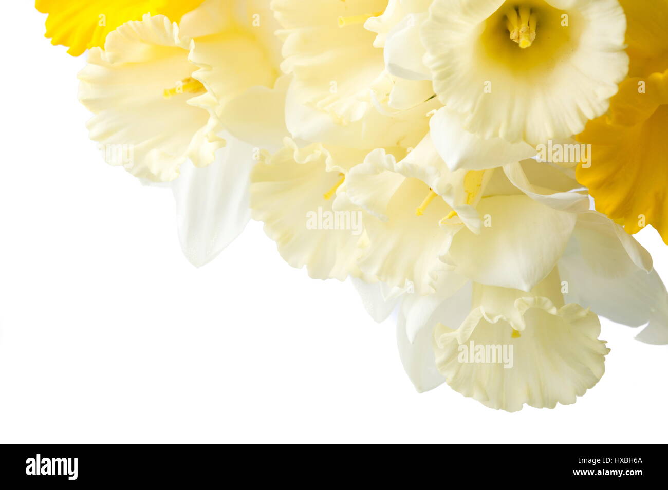 Il bianco e il giallo narciso fiori di primavera isolato Foto Stock