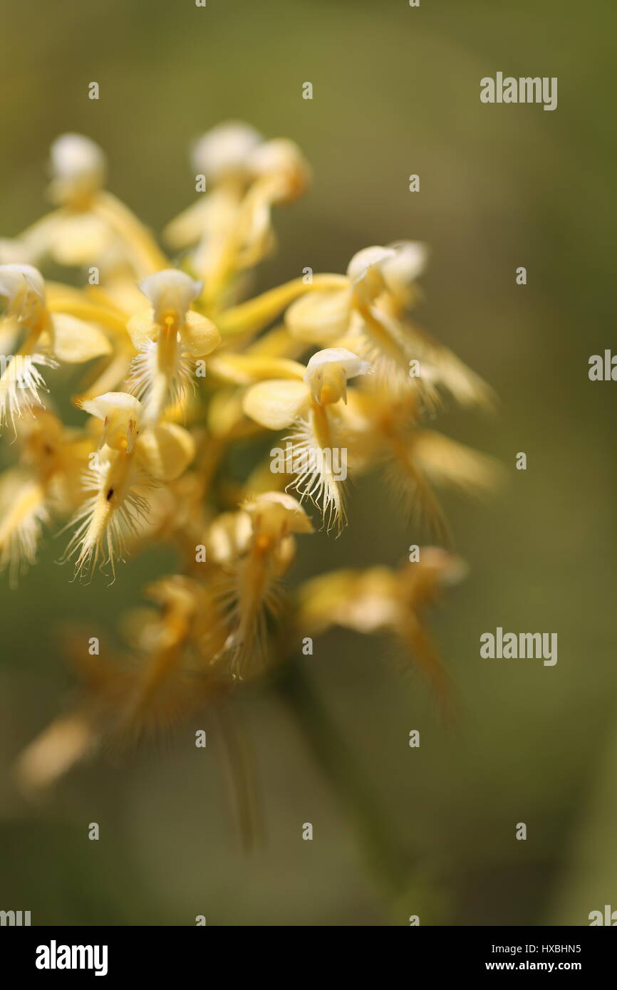 Platanthera xbicolor.Una croce Selvatica Allevati orchid,tra P. blephariglottis & P. ciliaris.Nord del bianco e arancione frange.Pennsylvania,USA Foto Stock