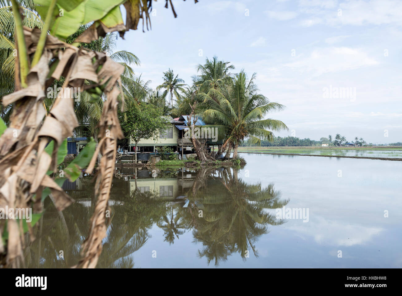 Una casa tra le risaie in Sekinchan, Malaysia Foto Stock