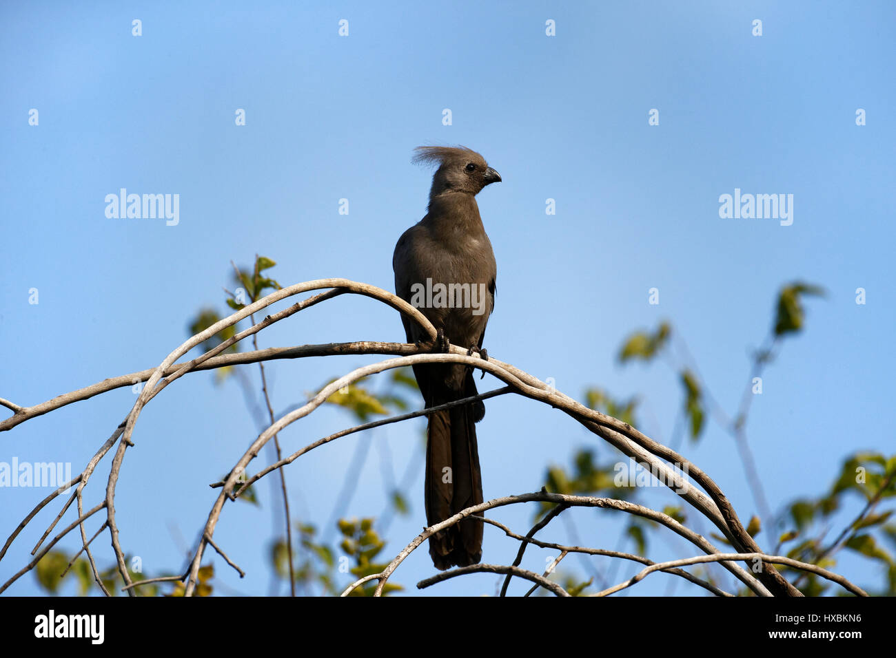 Grigio go-away-bird (Corythaixoides concolor), Adulto arroccato su albero, Kruger National Park, Sud Africa Foto Stock