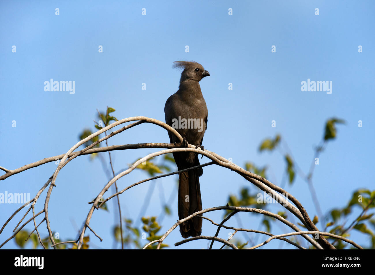 Grigio go-away-bird (Corythaixoides concolor), Adulto arroccato su albero, Kruger National Park, Sud Africa Foto Stock