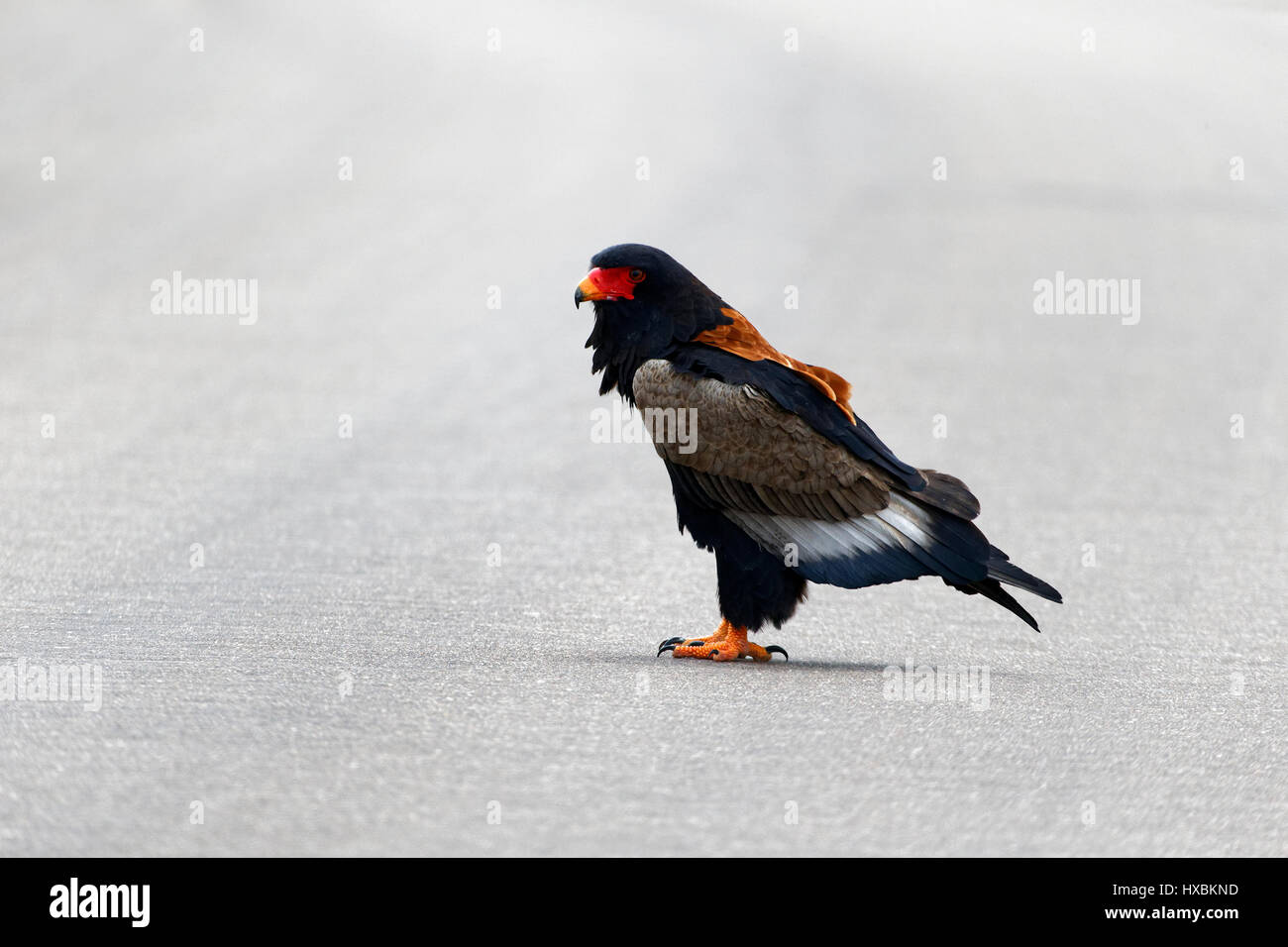 Bateleur Eagle (Terathopius ecaudatus), Kruger National Park, Sud Africa Foto Stock