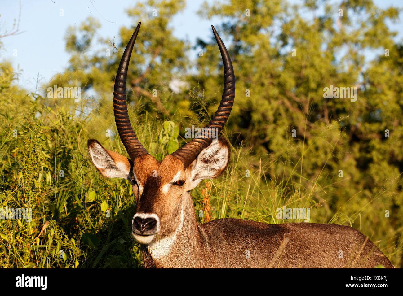 Ritratto di comune Waterbuck maschio ( Kobus ellipsiprymnus ), il Parco Nazionale Kruger, Sud Africa Foto Stock