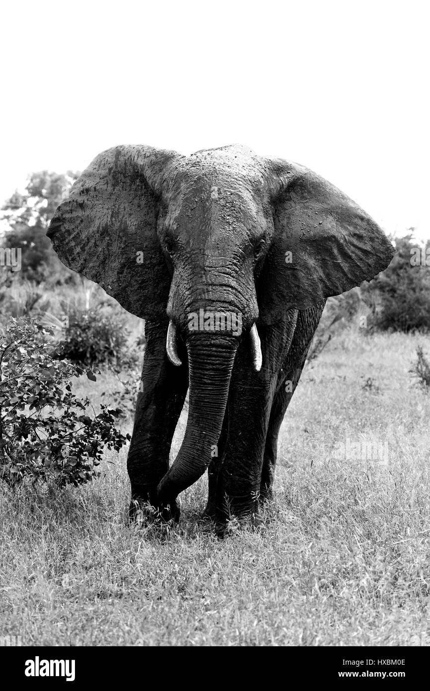 Elefante africano verticale ( Loxodonta africana ) coperto di fango, Kruger National Park, Sud Africa Foto Stock