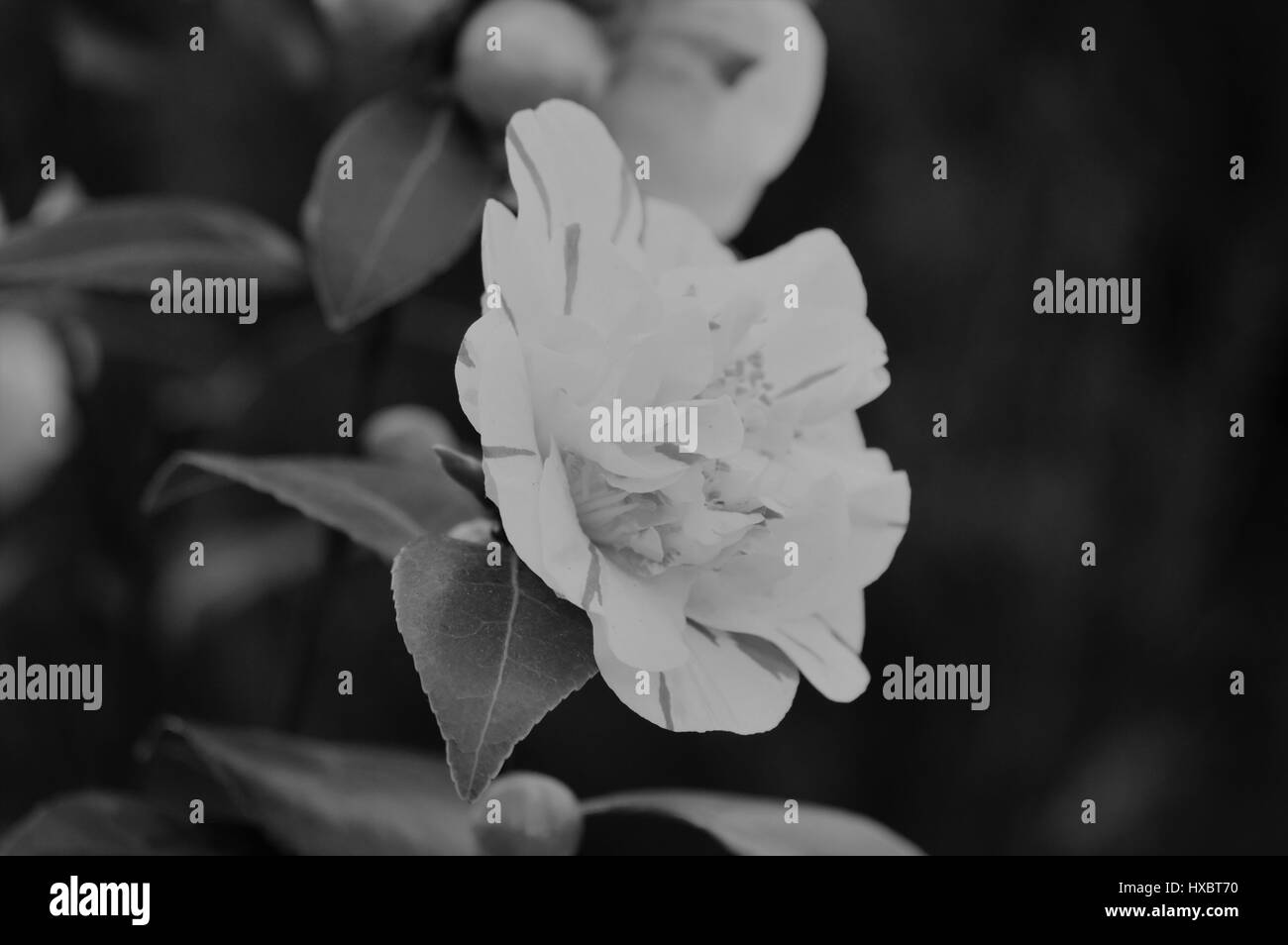 Rose in giardino Foto Stock