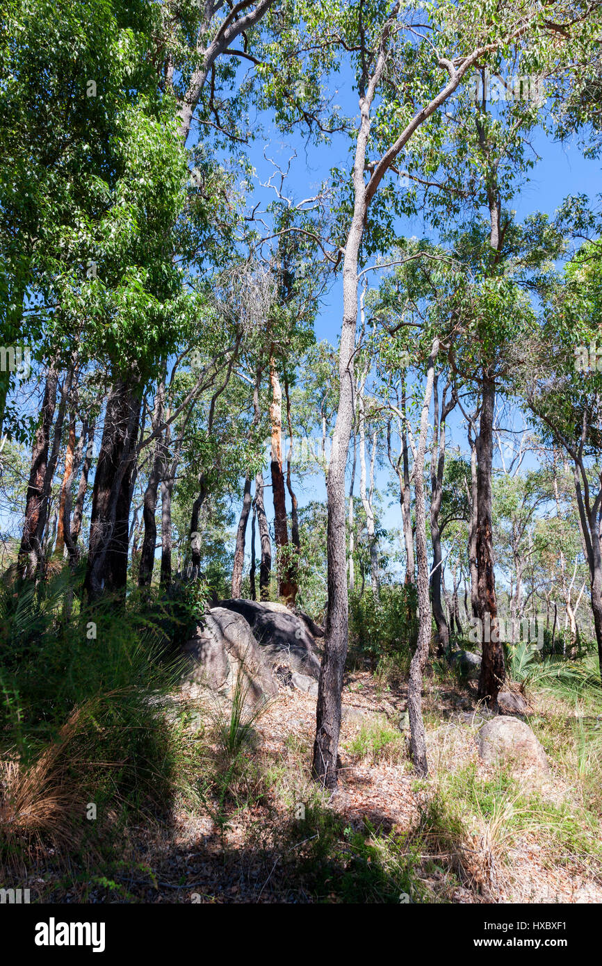 Mundaring weir serbatoio zona, Western Australia, vicino a Perth. Foto Stock