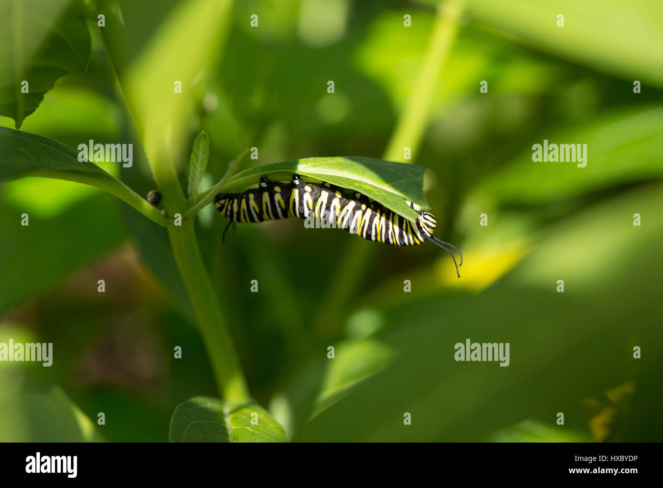 La Monarch caterpillar milkweed mangiare in un giardino della Florida Foto Stock