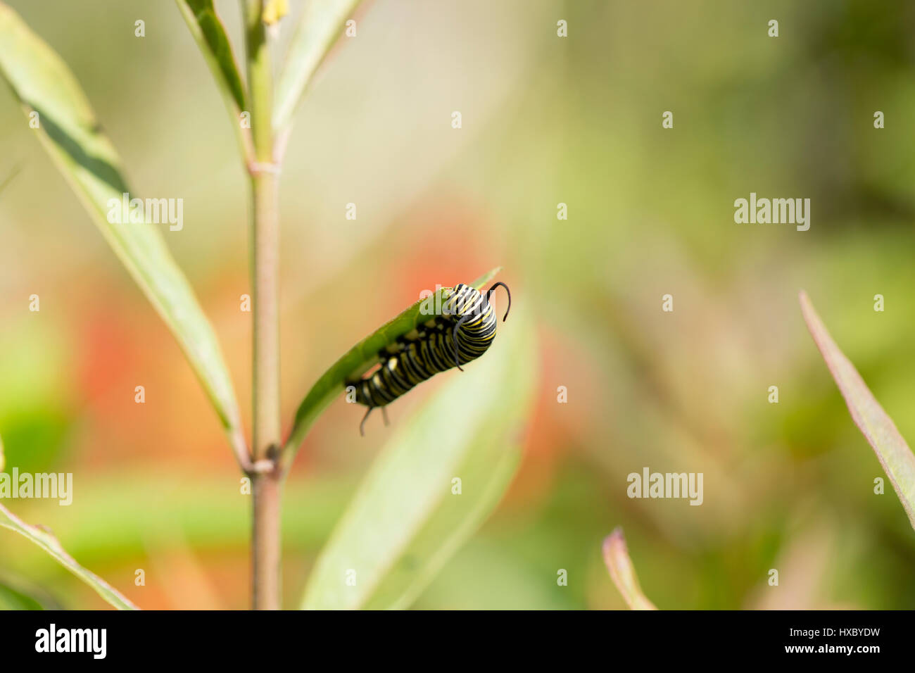 La Monarch caterpillar milkweed mangiare in un giardino della Florida Foto Stock