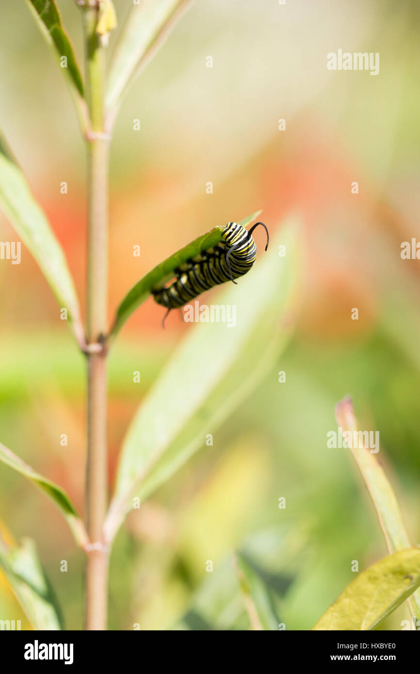 La Monarch caterpillar milkweed mangiare in un giardino della Florida Foto Stock