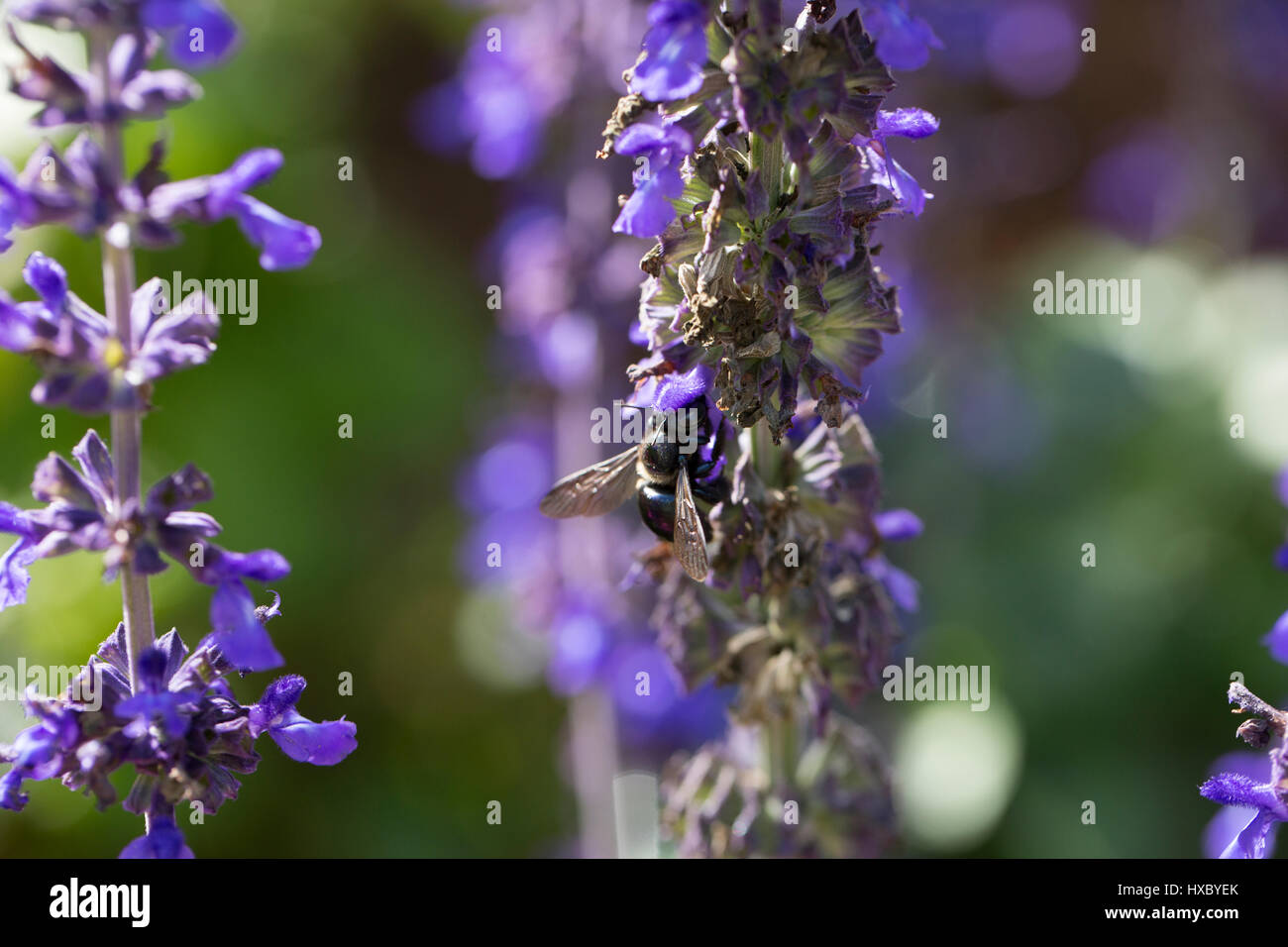 Nero falegname meridionale bee impollinatori viola Salvia salvia, FL Foto Stock