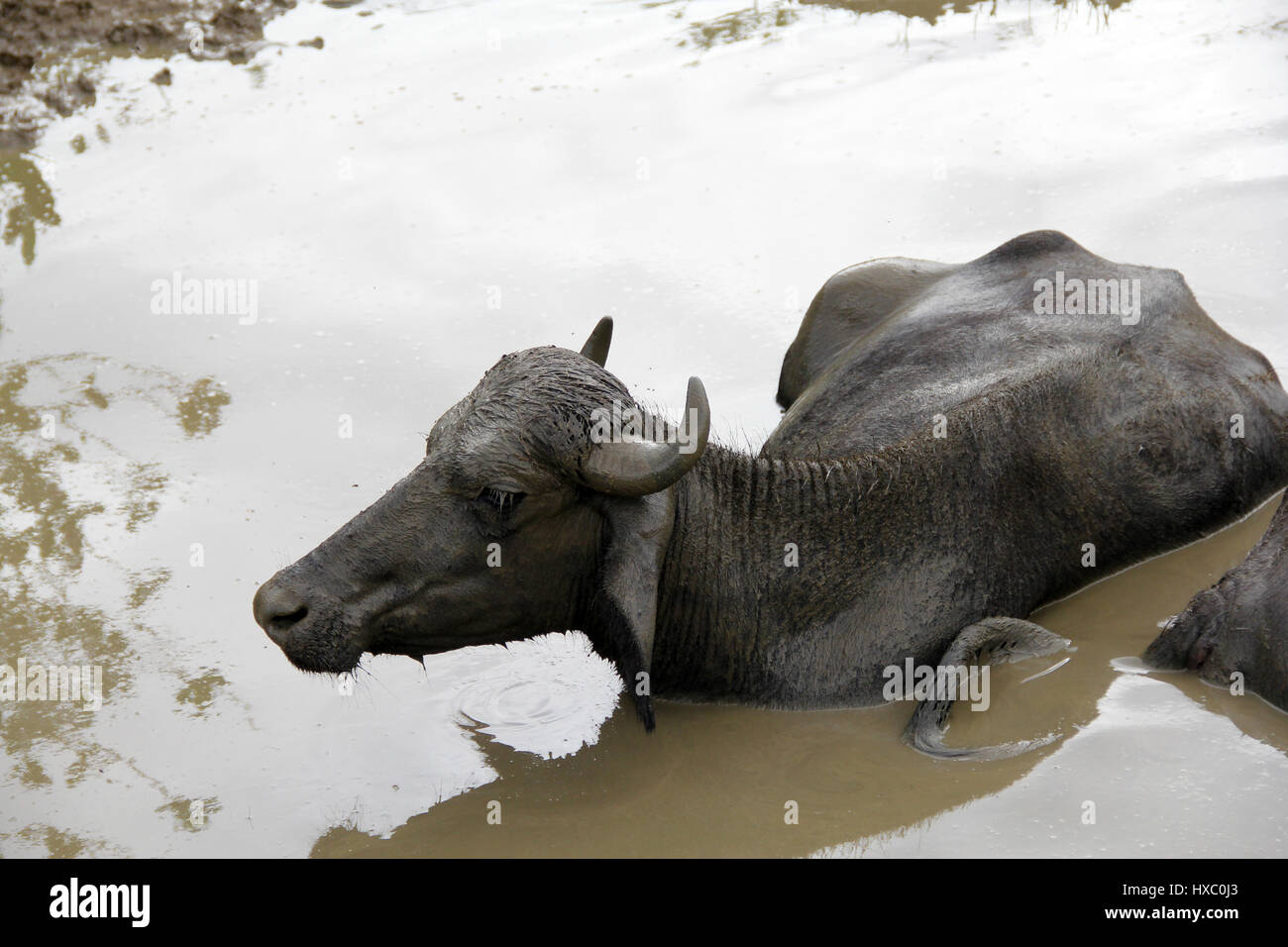 Buffalo prende un bagno Foto Stock