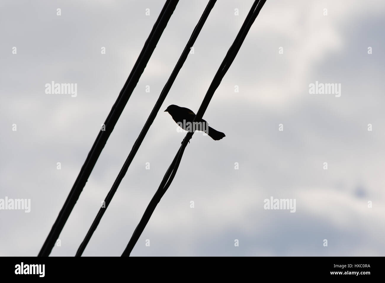 Silhouette di merlo su fili contro un cielo nuvoloso Foto Stock