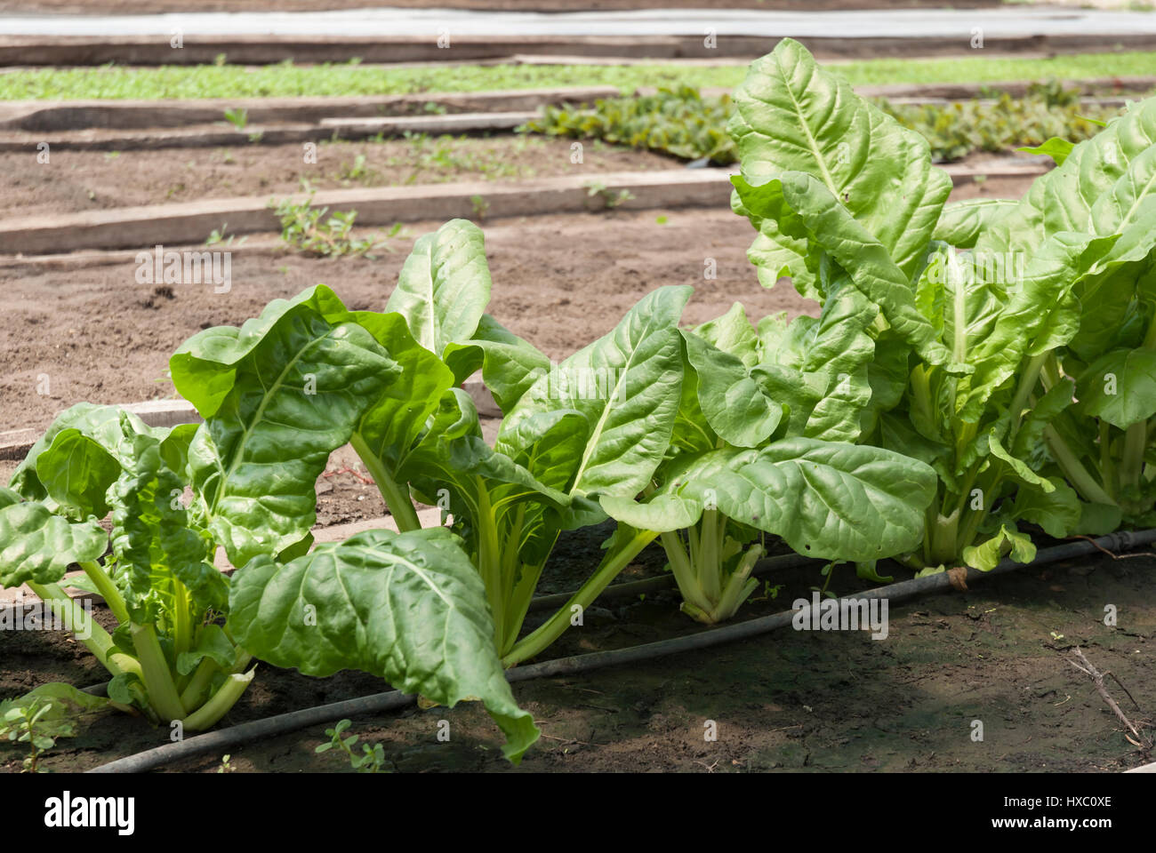 Le bietole che crescono in una serra Foto Stock