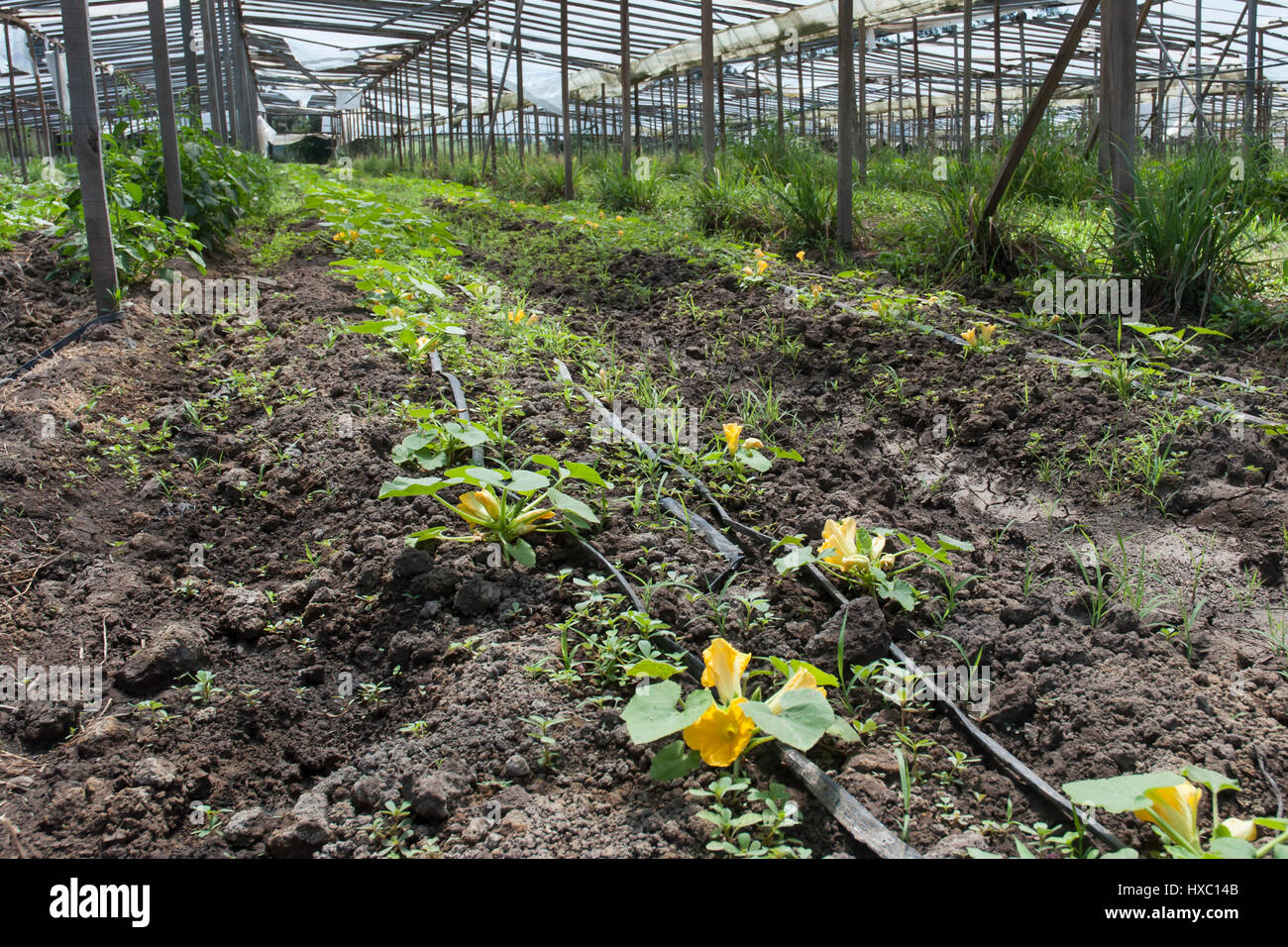 Zuchinni fiori che crescono in una serra Foto Stock