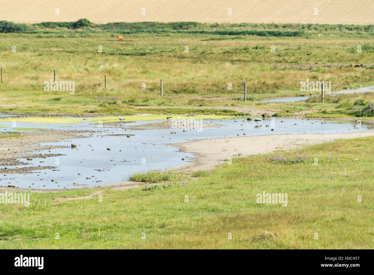 Terre di erba nella fascia costiera sul Norfolk, Regno Unito Foto Stock