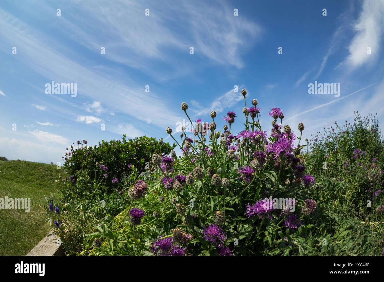 Fish Eye lens fiori in estate contro un cielo blu nel litorale di Norfolk Foto Stock