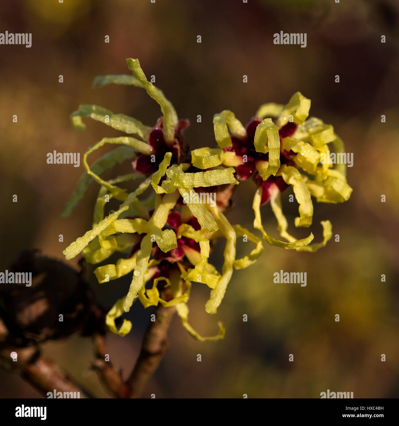 Fioritura strega-Hazel (Hamamelis Virginiana), Cambridge, Inghilterra, Regno Unito. Foto Stock