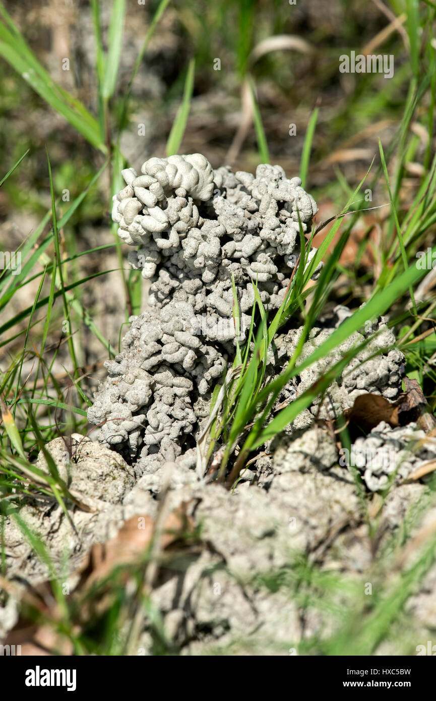 Pedogenic precipita dalla lombrico (Lumbricidae), lombrico pila, Svizzera Foto Stock