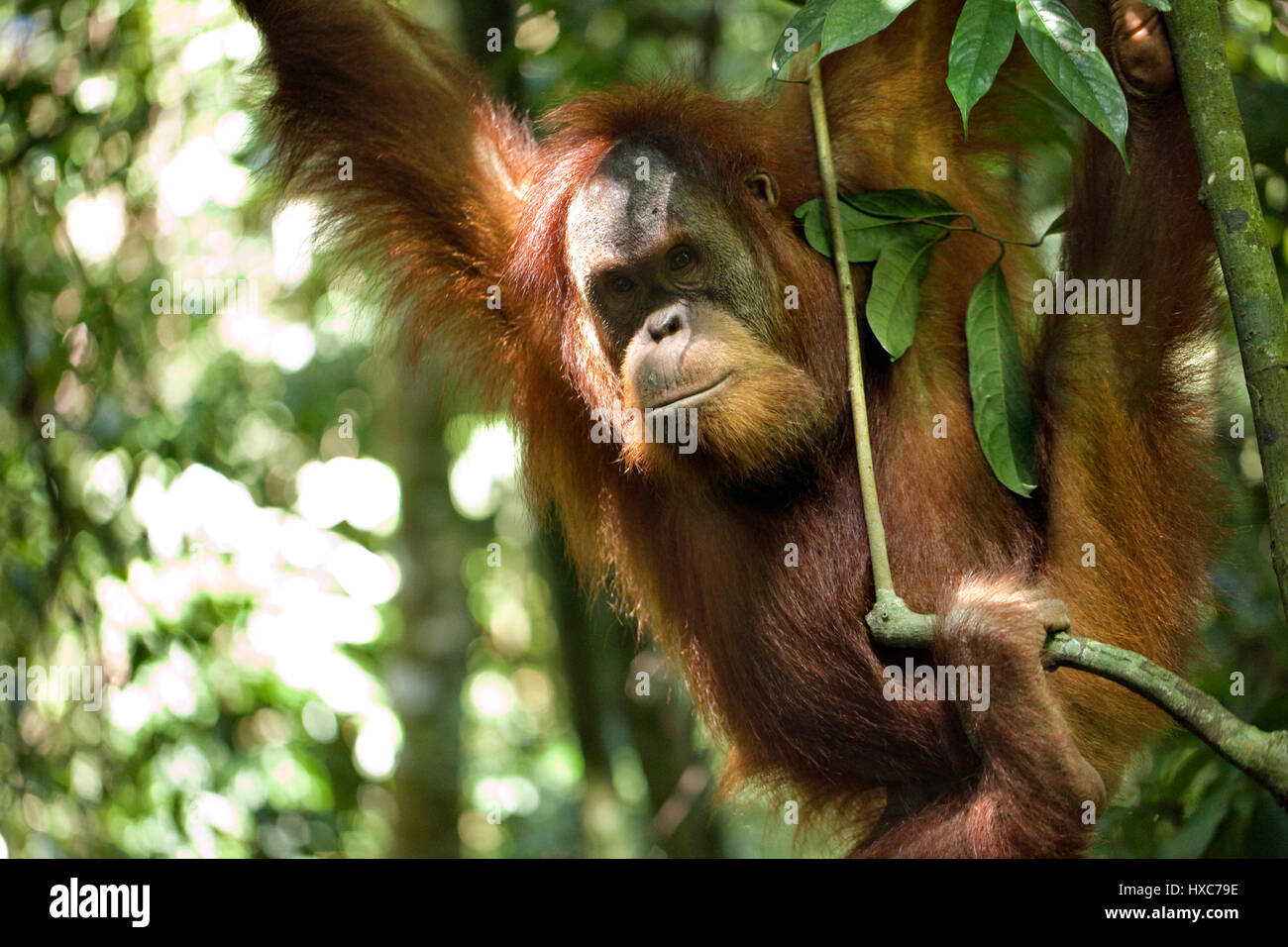 Un orangutan di Sumatra in un piccolo villaggio turistico chiamato Bukit Lawang in Indonesia. Il villaggio è noto per l'animale più grande santuario di Sumatra o Foto Stock