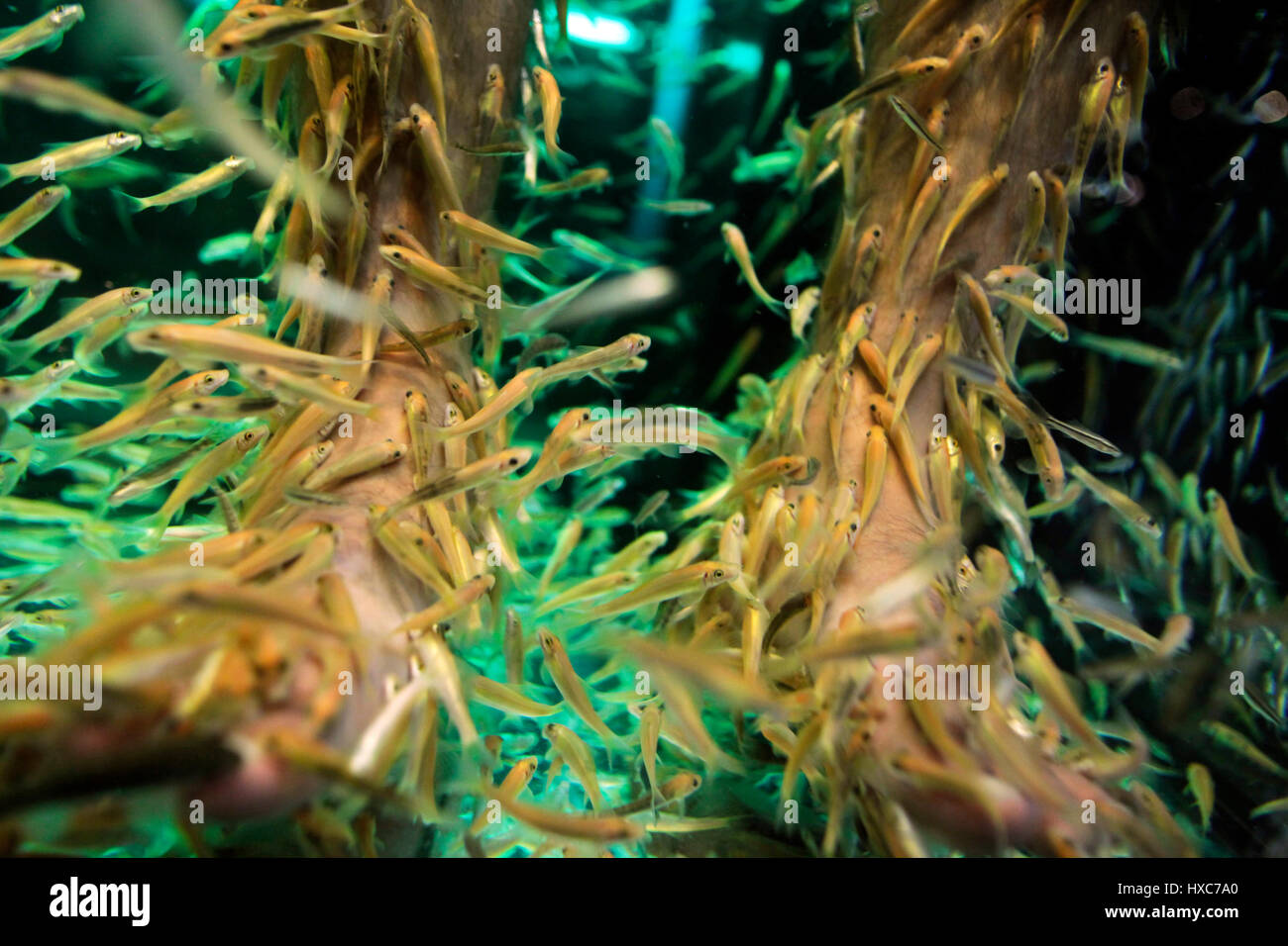Una persona avente una pedicure in un pesce spa. Foto Stock