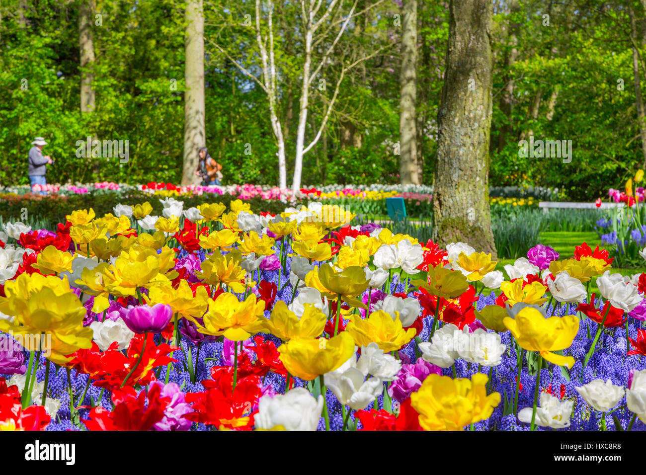 Tulipani colorati nel giardino Keukenhof, Olanda Foto Stock