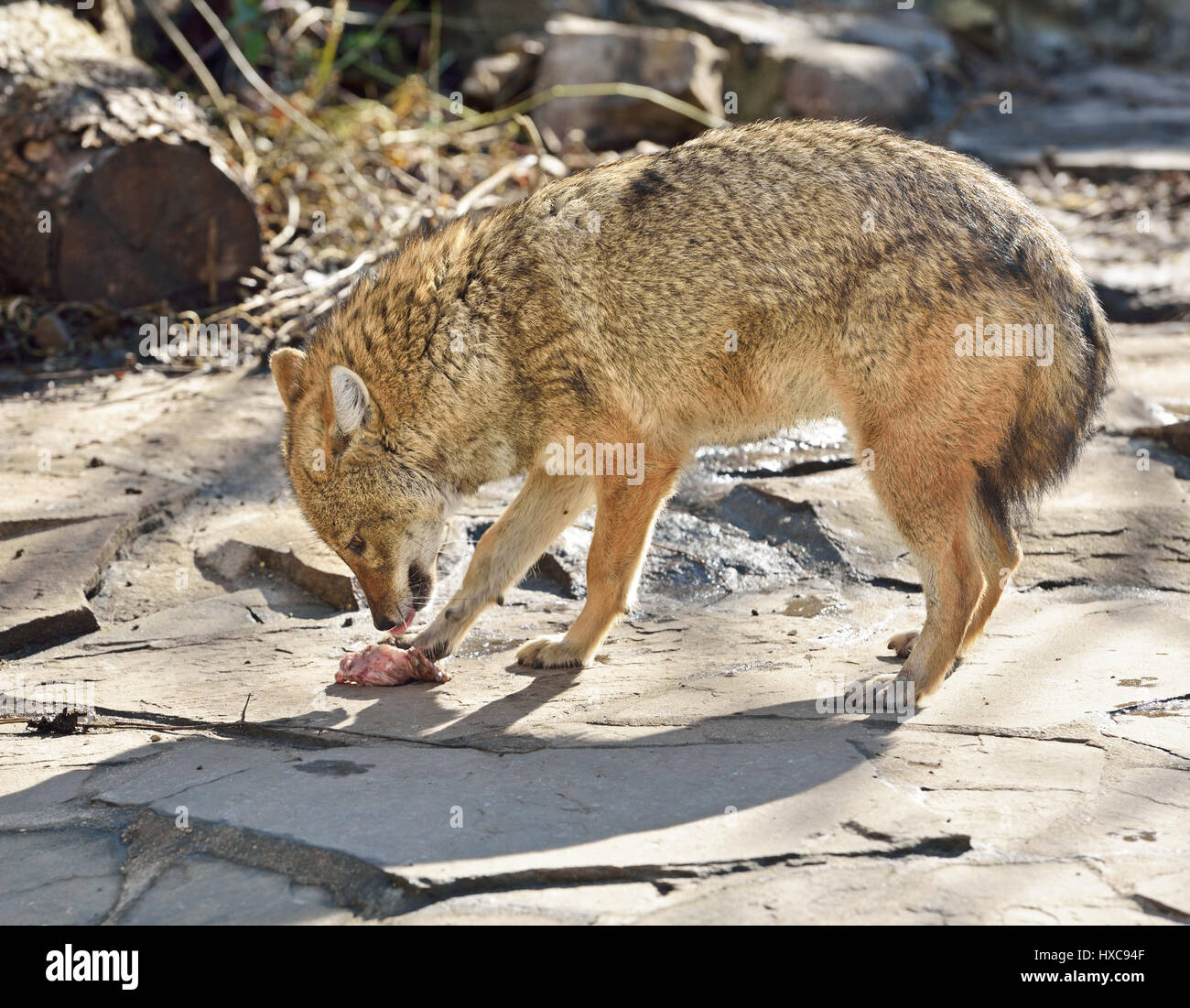 Jackal con la preda Foto Stock