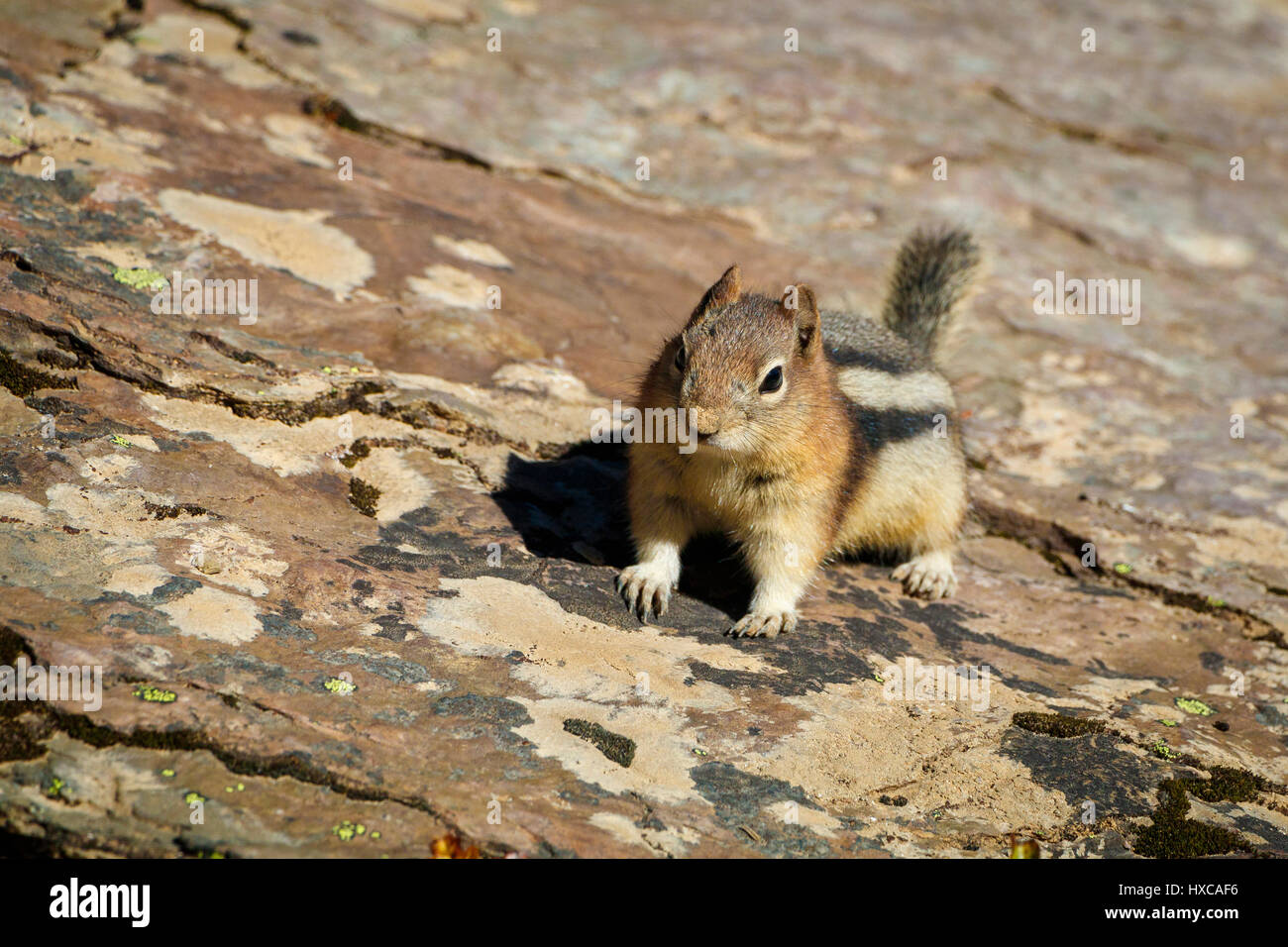 Un Scoiattolo striado, famiglia Sciuridae, sulle rocce del Parco Nazionale di Jasper, Canada. Foto Stock