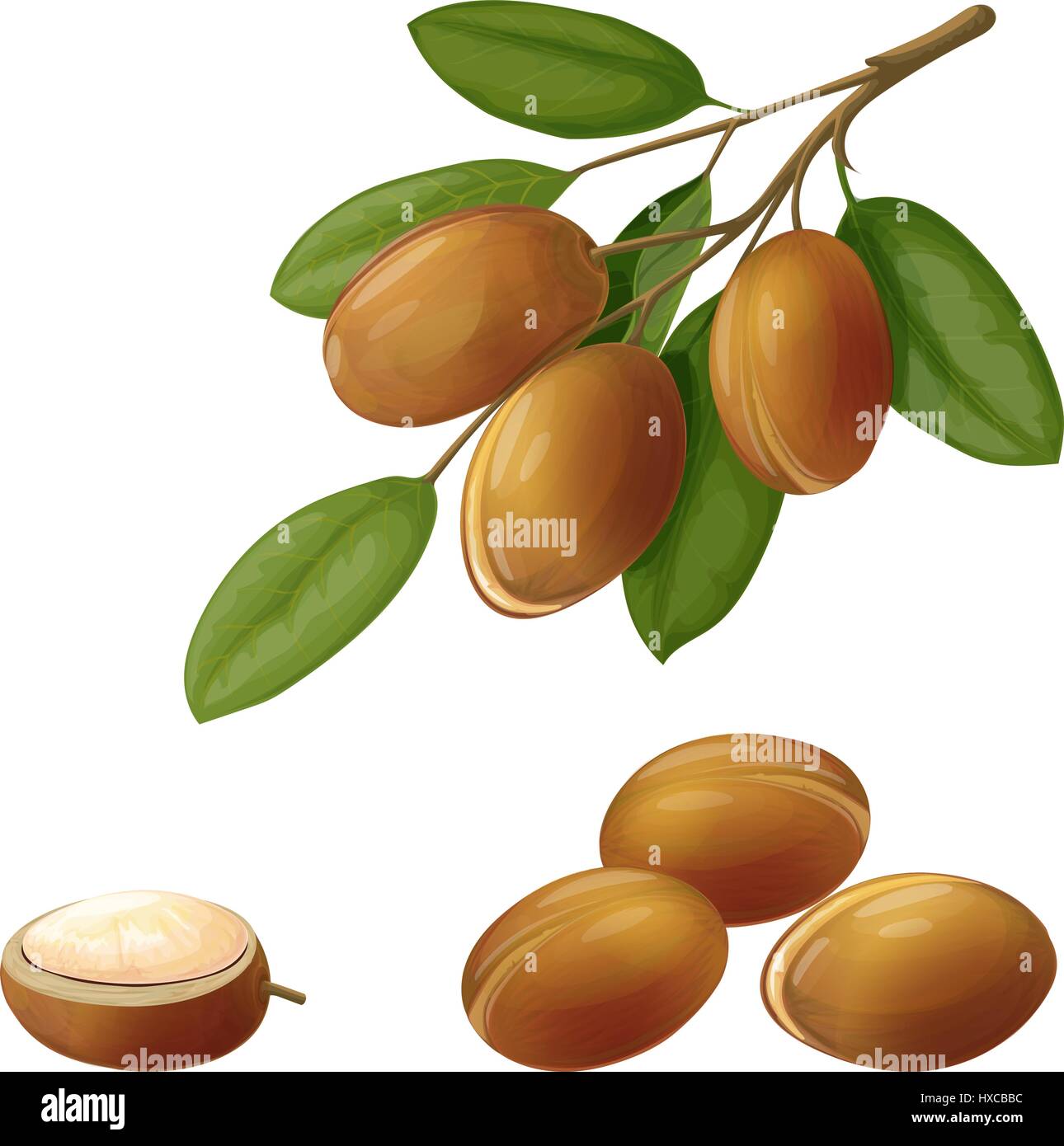 Illustrazione vettoriale di un'argan, realizzati in un stile realista. La frutta in una succursale. Oggetti isolati su sfondo bianco Illustrazione Vettoriale