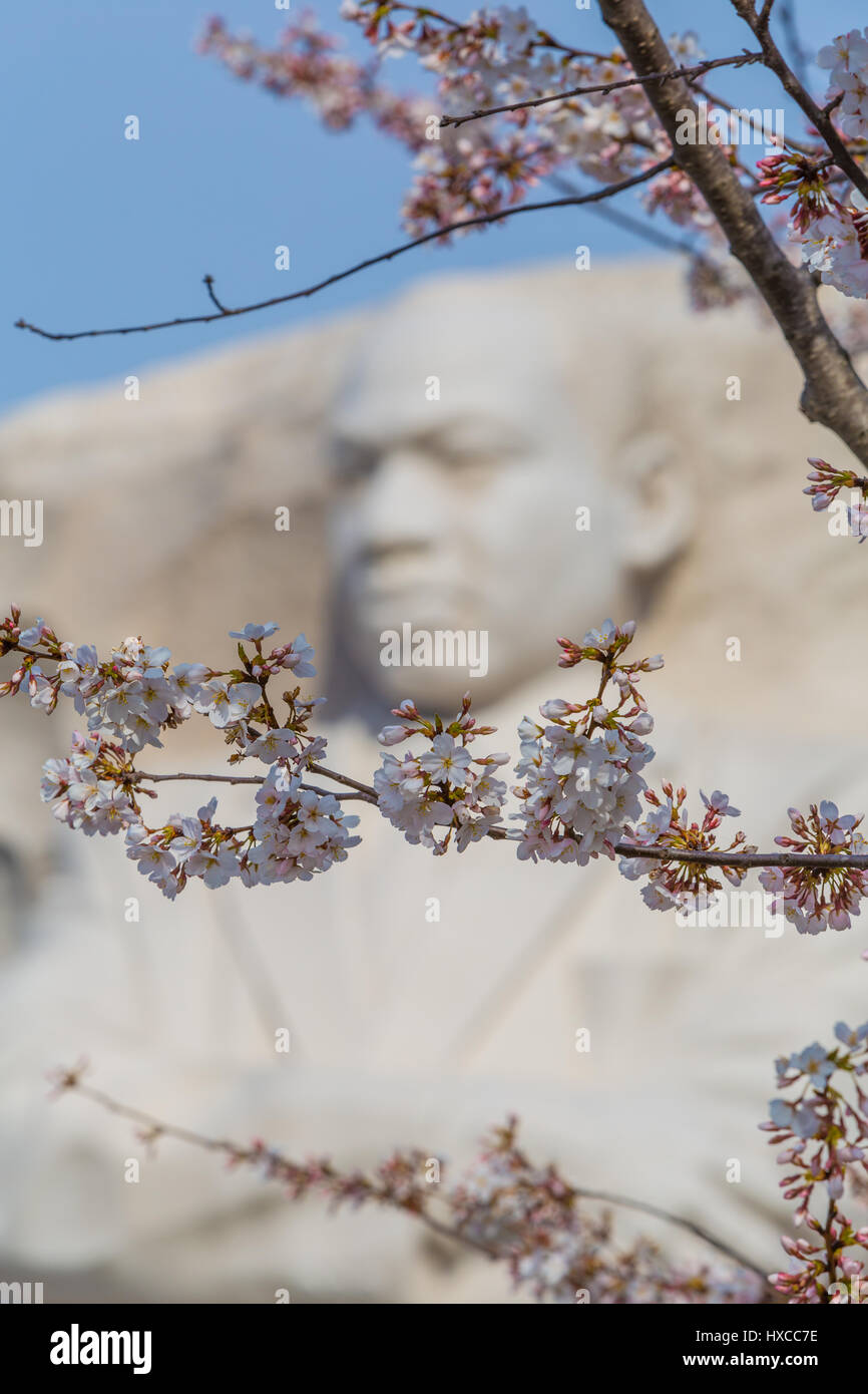Yoshino albero ciliegio fiorisce il telaio il volto di Martin Luther King Jr. presso il MLK Memorial a Washington, DC. Foto Stock
