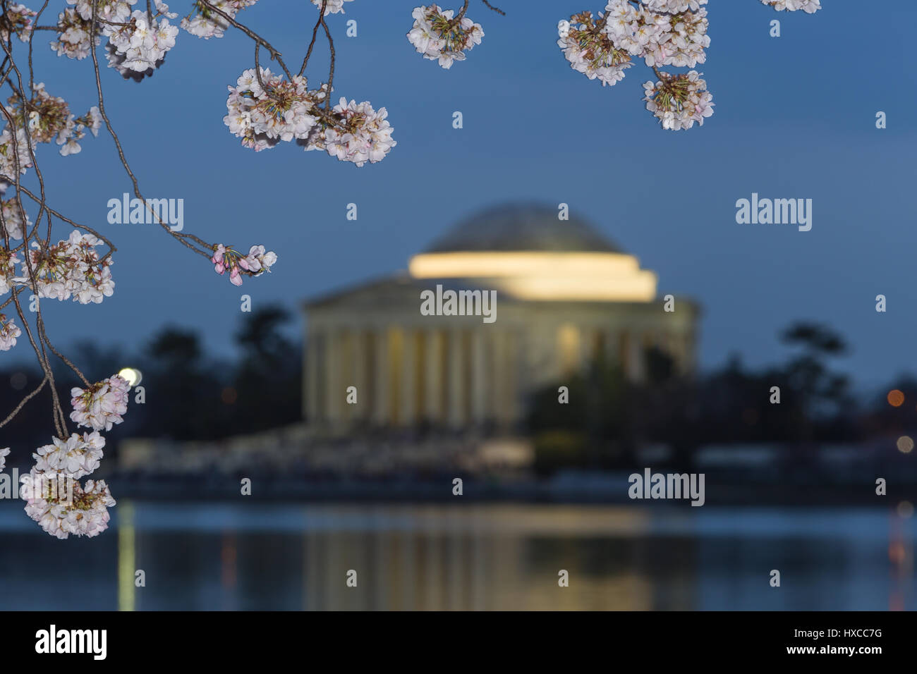 Yoshino albero ciliegio fiorisce il telaio il Jefferson Memorial sul Tidal Basin al crepuscolo in Washington, DC. Foto Stock