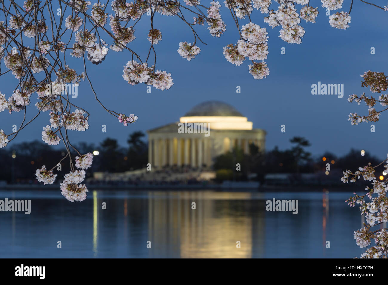 Yoshino albero ciliegio fiorisce il telaio il Jefferson Memorial sul Tidal Basin al crepuscolo in Washington, DC. Foto Stock