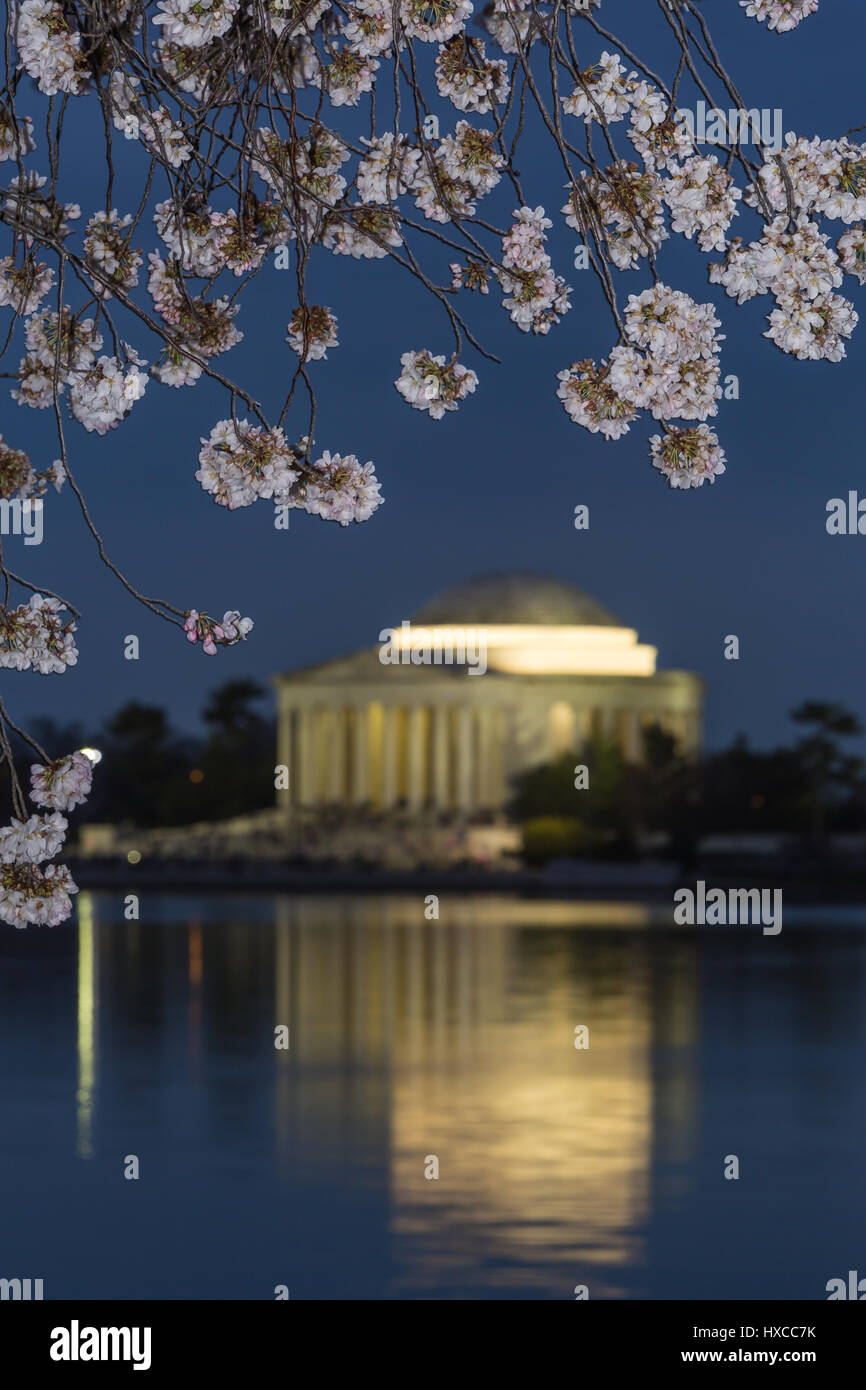 Yoshino albero ciliegio fiorisce il telaio il Jefferson Memorial sul Tidal Basin al crepuscolo in Washington, DC. Foto Stock