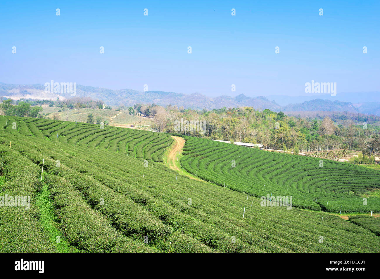 La piantagione di tè a Mae Chan, Chiang Rai, Thailandia.Vista della piantagione di tè al paesaggio Choui Fong Tea Chiang Rai Foto Stock