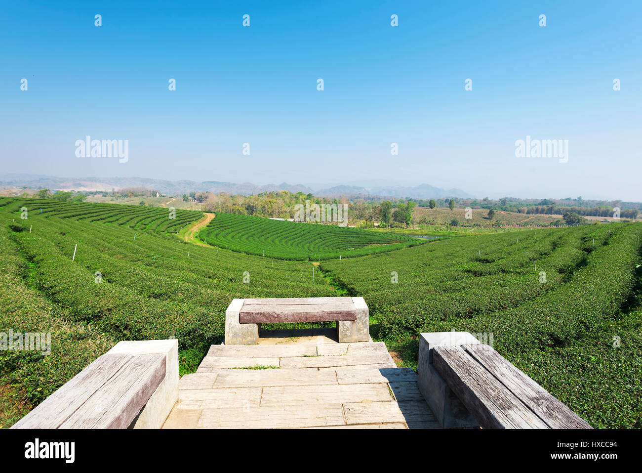 La piantagione di tè a Mae Chan, Chiang Rai, Thailandia.Vista della piantagione di tè al paesaggio Choui Fong Tea Chiang Rai Foto Stock