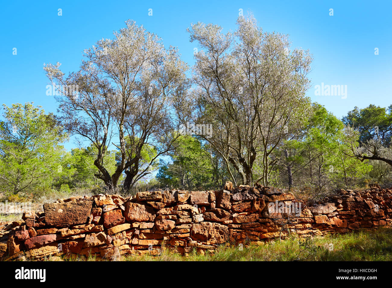 Sierra Calderona montagne in Valencia pineta di Spagna Foto Stock