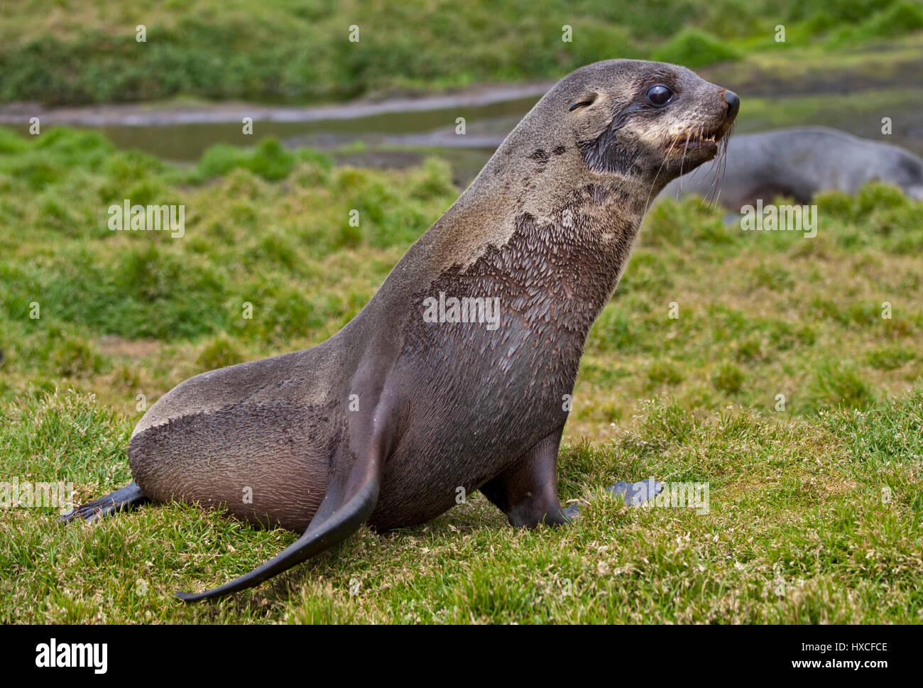 Antartico pelliccia sigillo (arctocephalus gazella), Grytviken Harbour, Georgia del Sud Foto Stock