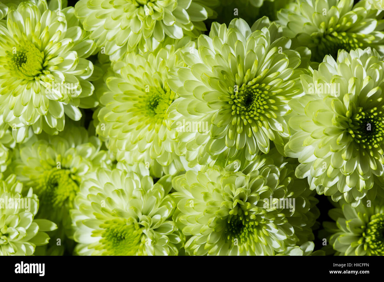 Un bouquet di colorati crisantemo verde. Close up Foto Stock