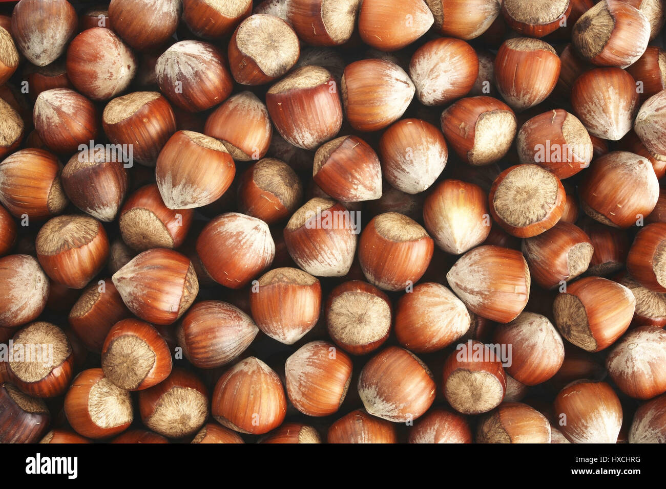 Nocciole, Haselnuesse Foto Stock