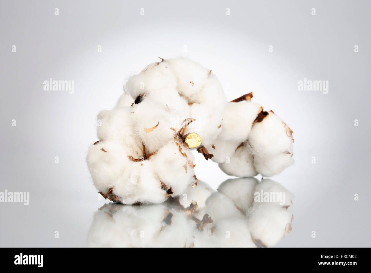 Il cotone (Gossypium), Baumwolle (Gossypium) Foto Stock