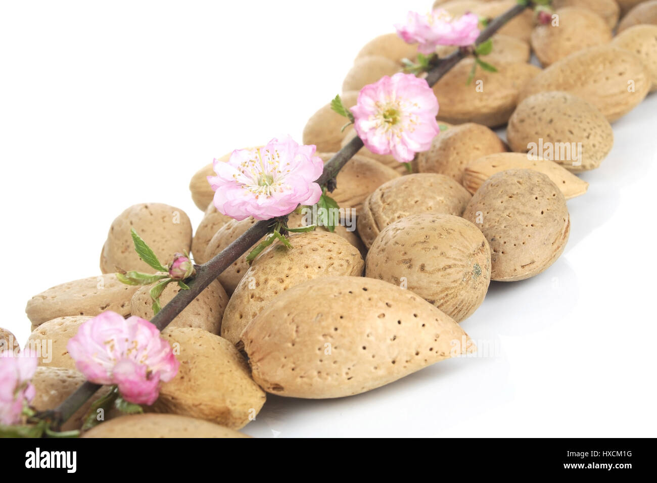 Mandorlo fiorisce con mandorle, Mandelbaumblueten mit Mandeln Foto Stock
